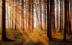 sluneční paprsky v lese / foto: pixabay.com